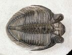 Top Quality Tower Eyed Erbenochile Trilobite #62933-6